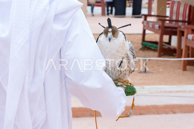 رجل عربي خليجي سعودي يحمل طائر الصقر الجارح مغطى بخوذة جلدية على الراس  ،اصطياد الطيور ،  تربية الطيور المفترسة والجارحة ، تدريب الصقور في المملكة العربية السعودية