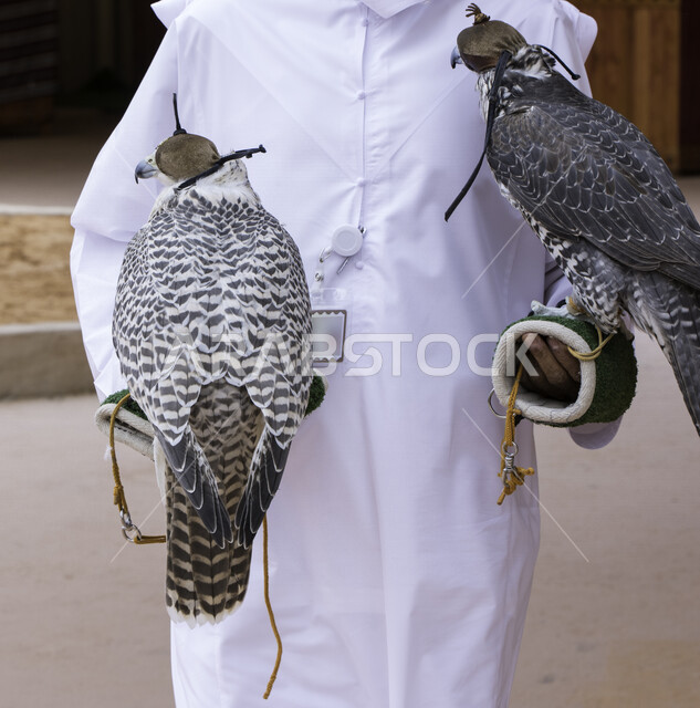 رجل عربي خليجي سعودي يحمل طائر الصقر الجارح مغطى بخوذة جلدية على الراس  ،اصطياد الطيور ،  تربية الطيور المفترسة والجارحة ، تدريب الصقور في المملكة العربية السعودية