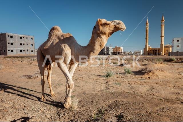 جمل مهيب في بيئة صحراوية حضرية، رمز مميز للمملكة العربية السعودية