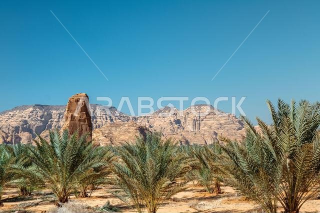 Lush Oasis in AlUla, Saudi Arabia Greenery Amidst Desert Mountains