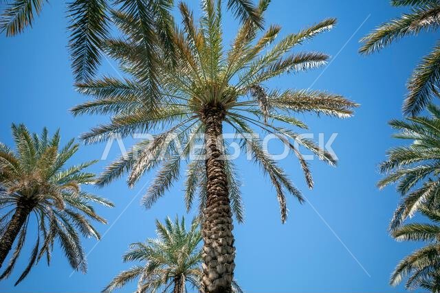 نخلة التمر الأخضر (Phoenix dactylifera L) مع خلفية سماء زرقاء. خلفية طبيعية.