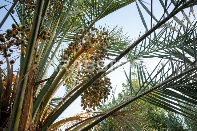شجرة نخيل التمر (Phoenix dactylifera L) مع ثمارها النيئة، في المملكة العربية السعودية. ورق جدران طبيعي.