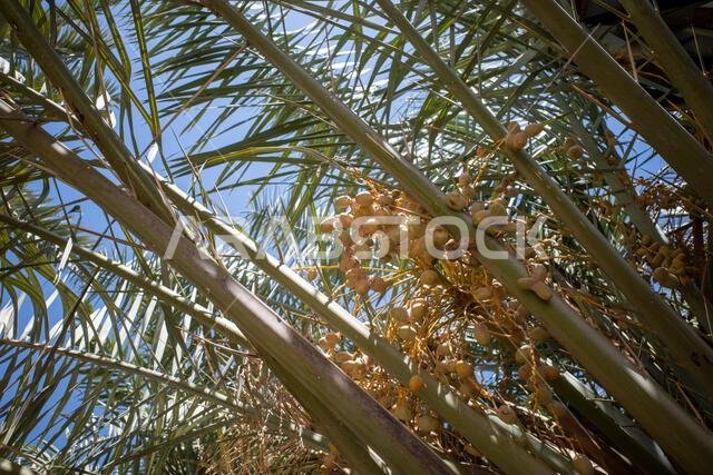 شجرة نخيل التمر (Phoenix dactylifera L) مع ثمارها النيئة، في المملكة العربية السعودية. ورق جدران طبيعي.