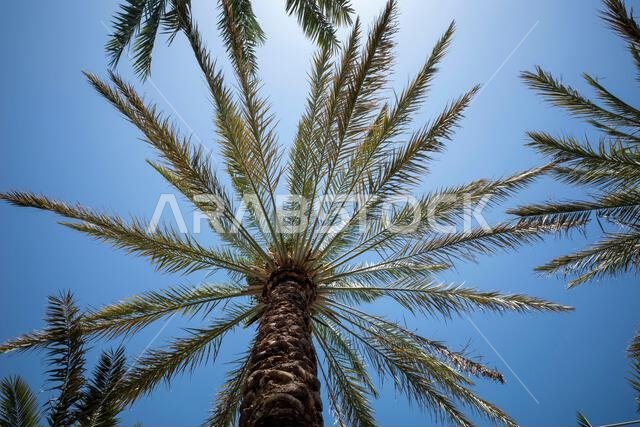 نخلة التمر الأخضر (Phoenix dactylifera L) مع خلفية سماء زرقاء. خلفية طبيعية.