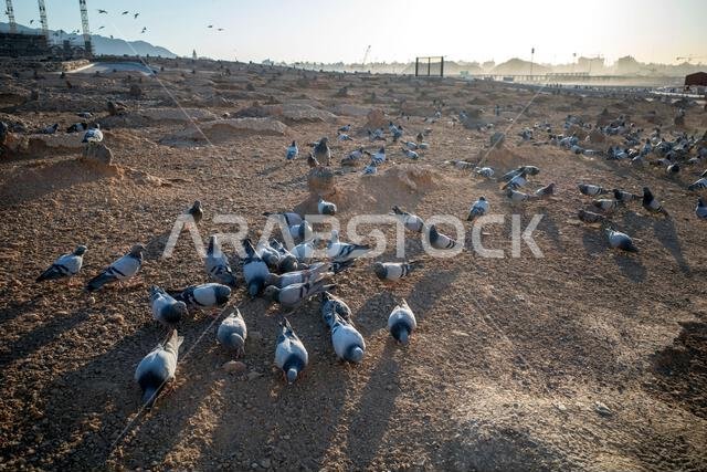 Doves in Jannat Al-Baqi (Garden of Baqi), a cemetery in Medina, Saudi Arabia, near the Masjid Al-Nabawi, The Prophet Mosque.