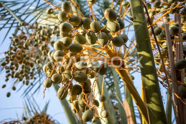 شجرة نخيل التمر (Phoenix dactylifera L) مع ثمارها النيئة، في المملكة العربية السعودية. ورق جدران طبيعي.