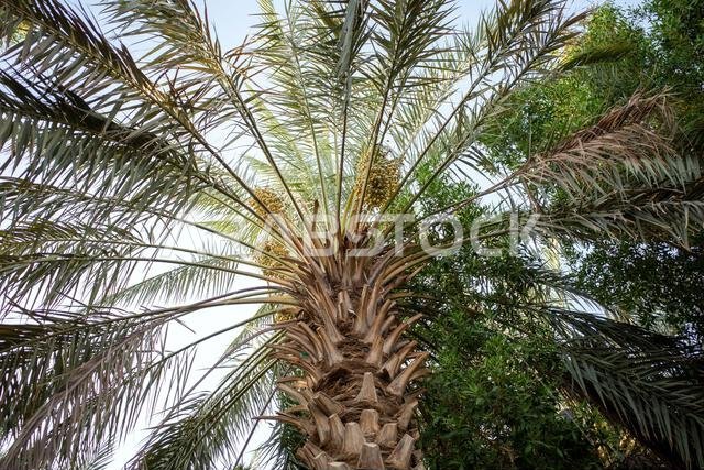 نخلة التمر الأخضر (Phoenix dactylifera L) مع خلفية سماء زرقاء. خلفية طبيعية.
