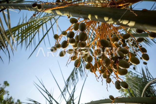 نخلة التمر الأخضر (Phoenix dactylifera L) مع خلفية سماء زرقاء. خلفية طبيعية.
