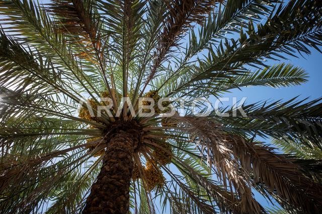 نخلة التمر الأخضر (Phoenix dactylifera L) مع خلفية سماء زرقاء. خلفية طبيعية.