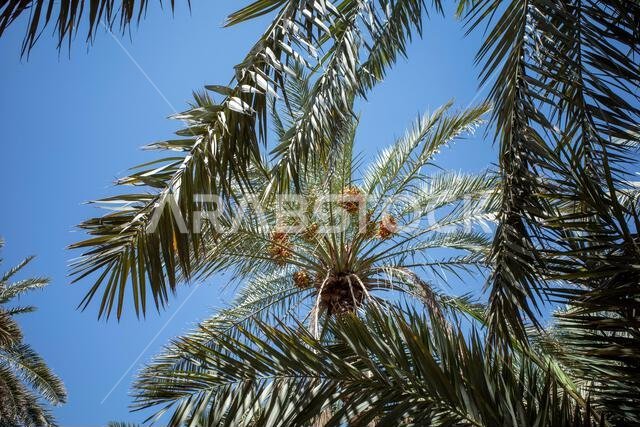 نخلة التمر الأخضر (Phoenix dactylifera L) مع خلفية سماء زرقاء. خلفية طبيعية.