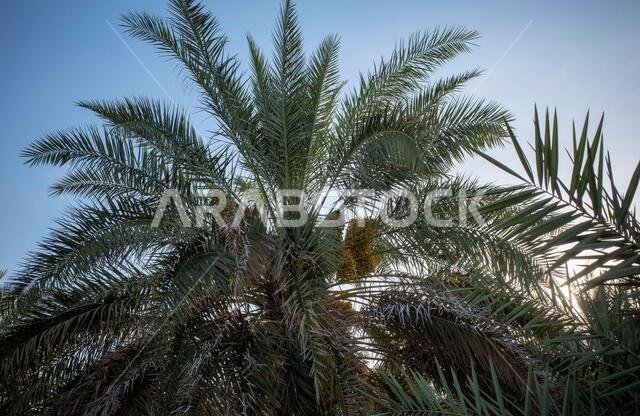 نخلة التمر الأخضر (Phoenix dactylifera L) مع خلفية سماء زرقاء. خلفية طبيعية.