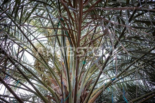 نخلة التمر الأخضر (Phoenix dactylifera L) مع خلفية سماء زرقاء. خلفية طبيعية.