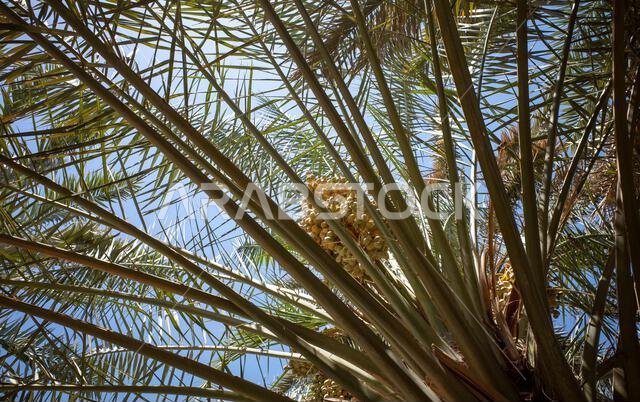 نخلة التمر الأخضر (Phoenix dactylifera L) مع خلفية سماء زرقاء. خلفية طبيعية.