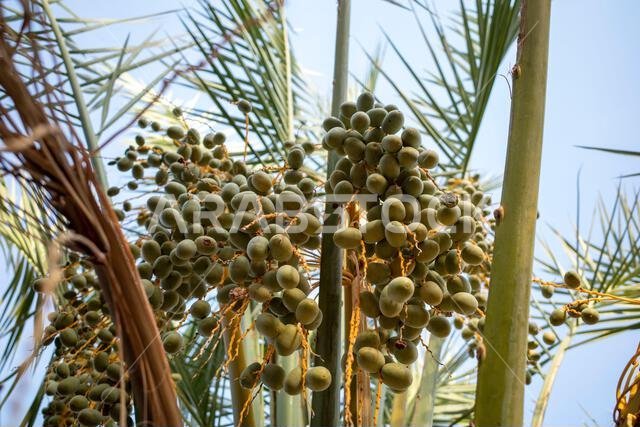 نخلة التمر الأخضر (Phoenix dactylifera L) مع خلفية سماء زرقاء. خلفية طبيعية.