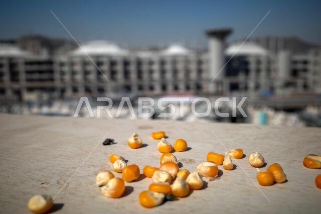 Close up of dry corns for wild pigeons food in Mina, Saudi Arabia.