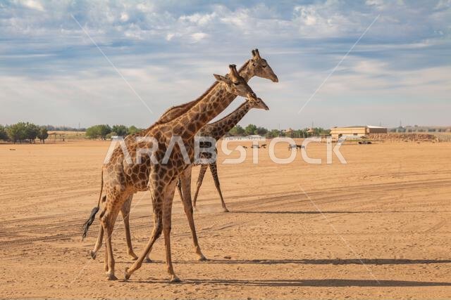Three Giraffes Walking in a Desert Landscape. Saudi Arabia. Safari