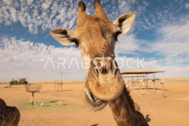 Funny Close-Up of a Giraffe in a Desert Landscape. Saudi Arabia. Safari Funny Close-Up of a Giraffe in a Desert Landscape. Saudi Arabia. Safari