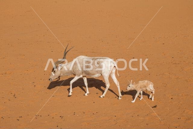 Mother Antelope and Calf Walking Across the Desert Sand.Saudi Arabia. Safari.
