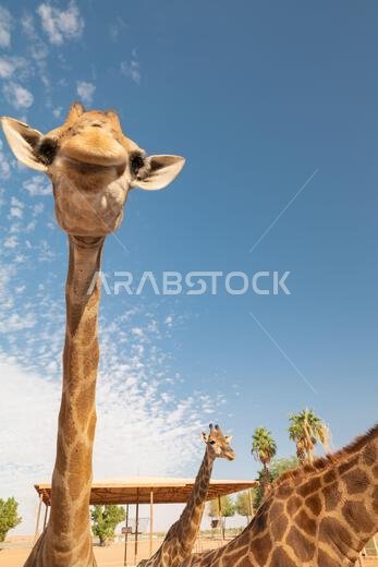 Funny Close-Up of a Giraffe in a Desert Landscape. Saudi Arabia. Safari Funny Close-Up of a Giraffe in a Desert Landscape. Saudi Arabia. Safari