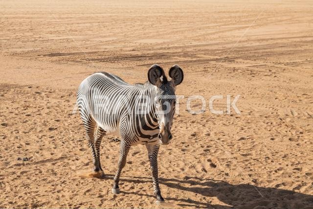 Lone Zebra Standing in a Vast Desert Landscape. Saudi Arabia. Safari