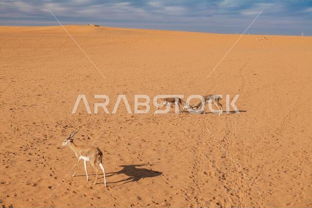 Gazelles Fighting in a Vast Desert Landscape. Saudi Arabia. Safari Gazelles Fighting in a Vast Desert Landscape. Saudi Arabia. Safari