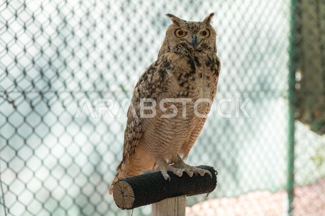 Majestic Owl Perched on a Stand in a Controlled Environment. Saudi Arabia. Safari