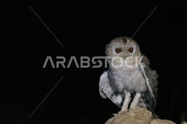 Desert owl from Saudi Arabia
