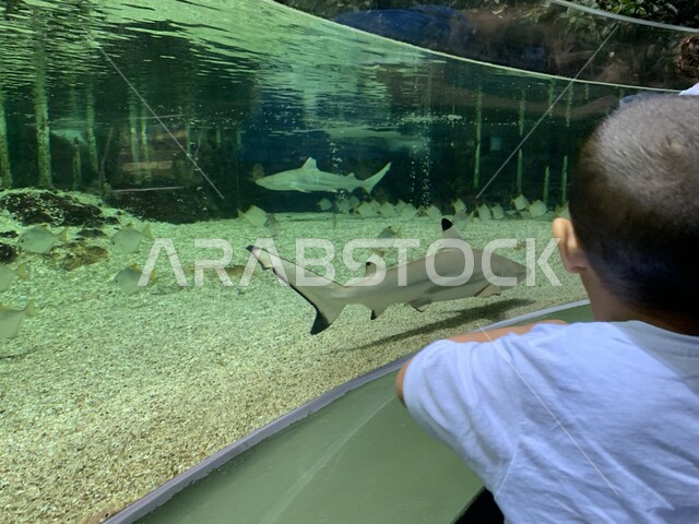 طفل عربي خليجي سعودي مستمتع بمشاهدة الاسماك البحرية  ، الثروة السمكية ، الاسماك البحرية  ، عجائب البيئة المائية، السياحة في المملكة العربية السعودية