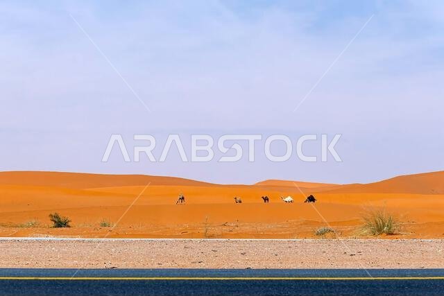 جمل أحمر اللون يطل على صحراء الرياض.