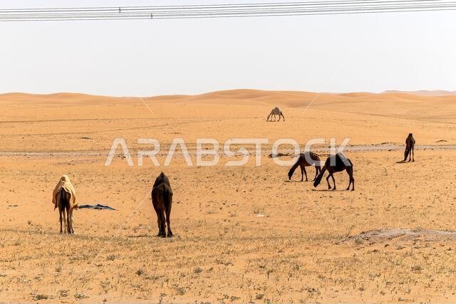 Camel in red send of Riyadh desert. Camel in red send of Riyadh desert.