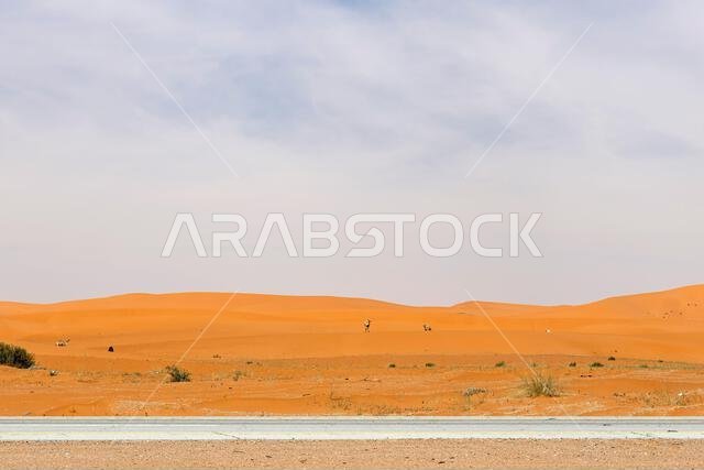 Camel in red send of Riyadh desert.