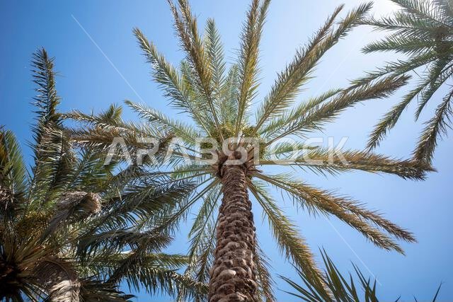 نخلة التمر الأخضر (Phoenix dactylifera L) مع خلفية سماء زرقاء. خلفية طبيعية.