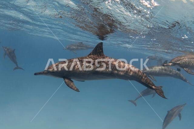 Spinner dolphin in the blue tropical sea underwater