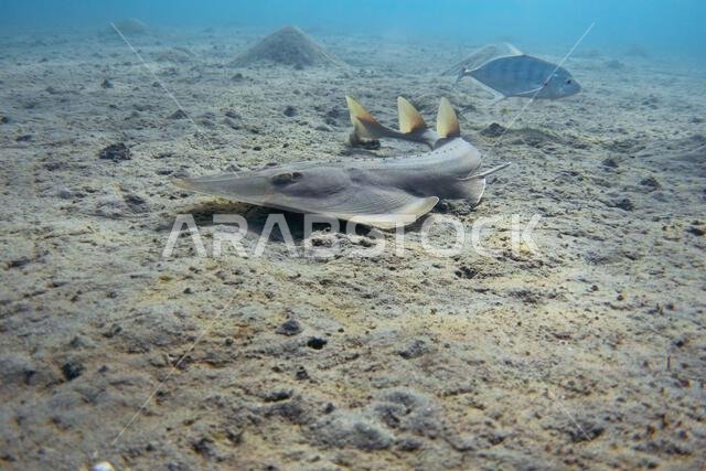 Halavi guitarfish underwater. Shovelnose ray, guitar shark.