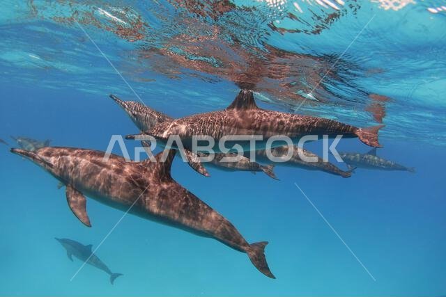 Group of spinner dolphins (Stenella longirostris) in the blue sea underwater