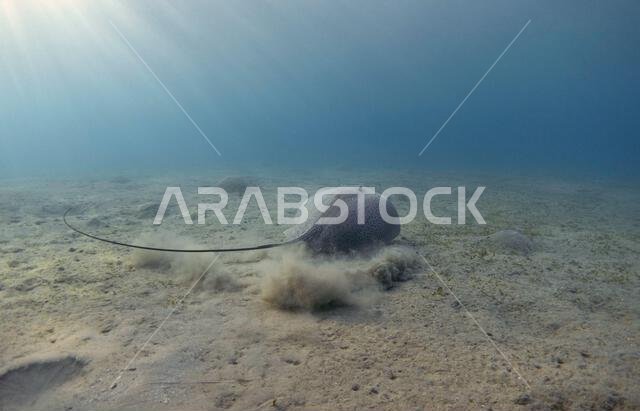 سمكة الراي اللاسعة في البحر الأزرق. منظر طبيعي تحت الماء مع سمكة الراي اللاسعة ذات الشكل الشبيه بقرص العسل.