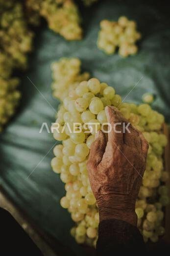 عنب طازج من مزارع العنب في المملكة العربية السعودية عنب طازج من مزارع العنب في المملكة العربية السعودية