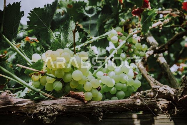 Fresh grapes from the grape farms of Saudi Arabia