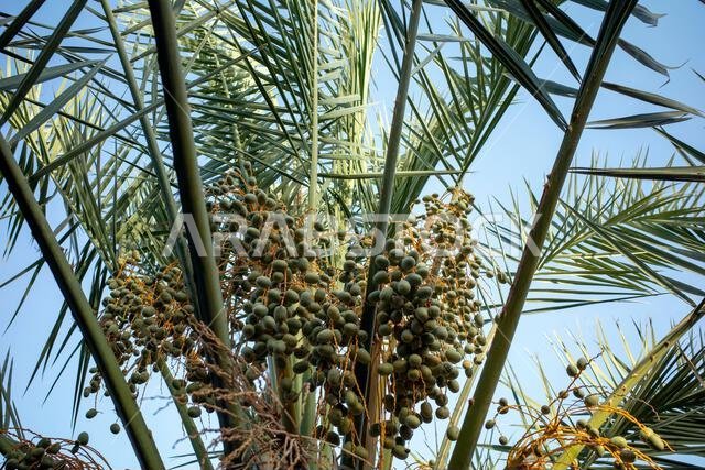 نخلة التمر الأخضر (Phoenix dactylifera L) مع خلفية سماء زرقاء. خلفية طبيعية.