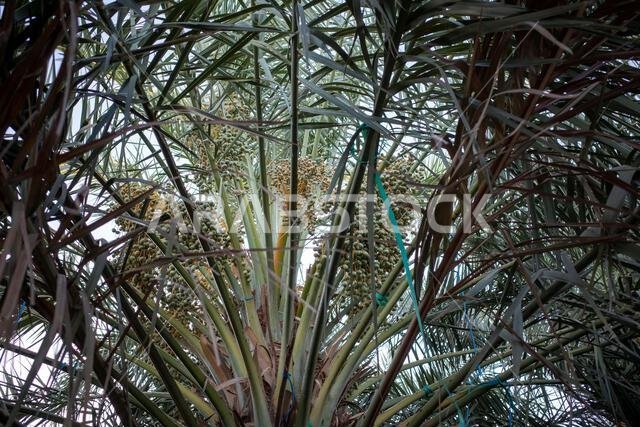 نخلة التمر الأخضر (Phoenix dactylifera L) مع خلفية سماء زرقاء. خلفية طبيعية.