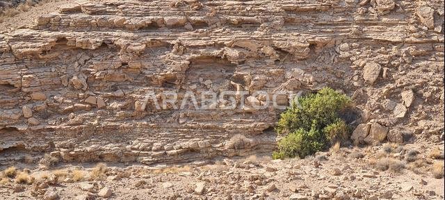 Horizontal View of a Desert Landscape of an Escarpment with a Resilient Bush in the Foreground in Saudi Arabia