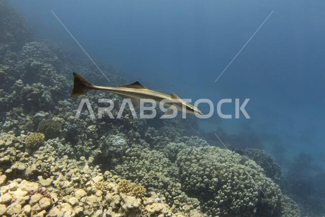 Remora fish swimming in the blue tropical sea