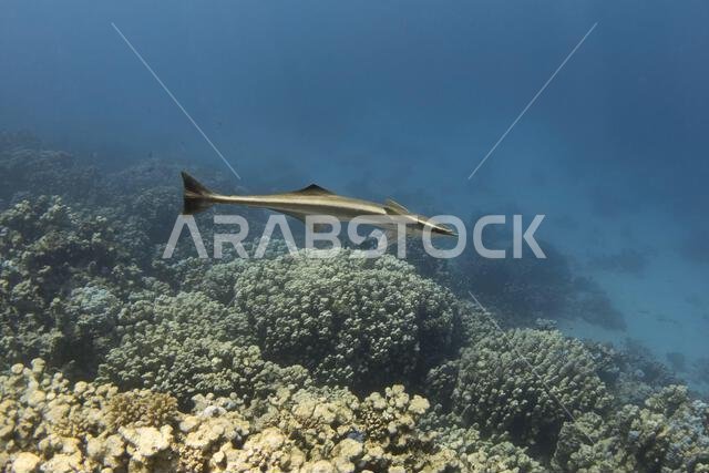 Single remora fish in the blue tropical sea Single remora fish in the blue tropical sea