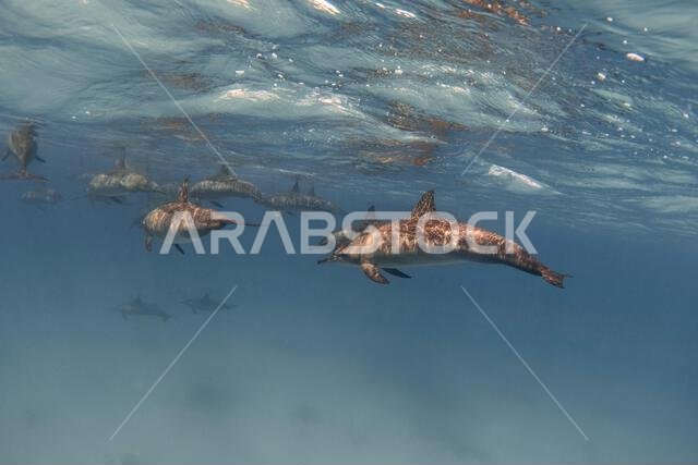 Group of spinner dolphins underwater