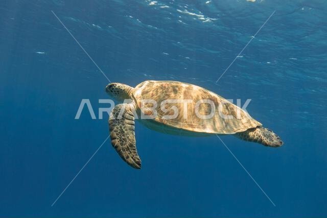 Green sea turtle swimming in the blue sea underwater