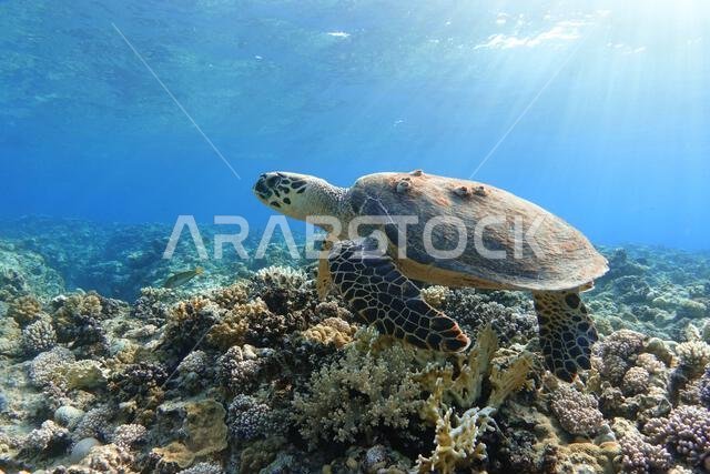 Sea turtle on colorful coral reef