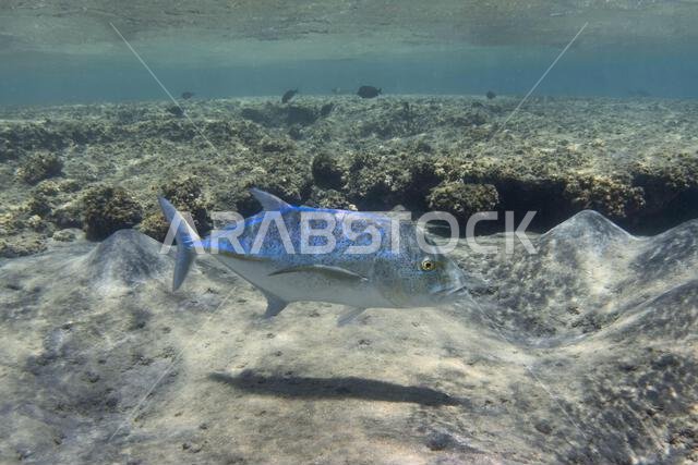 Bluefin trevally swimming in the shallow tropical sea water