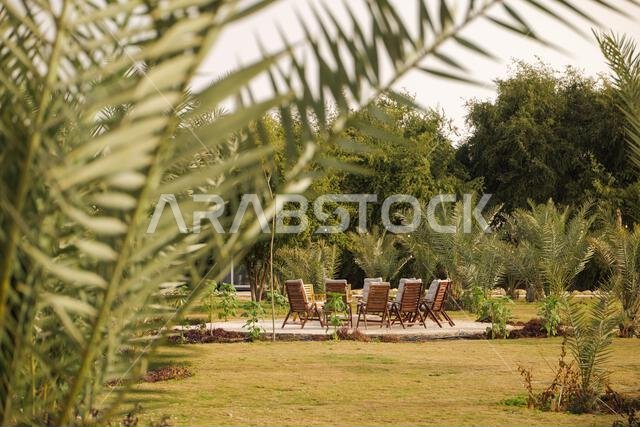 Outdoor Fire Pit Lounge in a Palm Oasis. Saudi Arabia.
