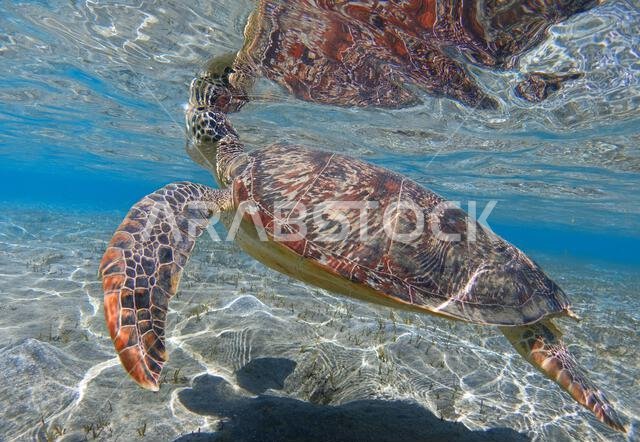 Sea turtle in crystal water of shallow sea bay and its reflection on the sea surface