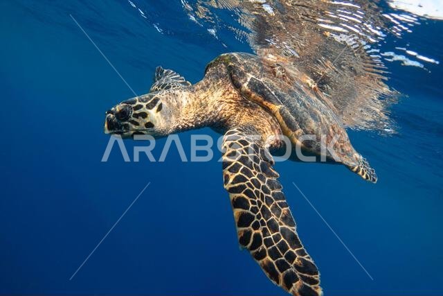 سلحفاة منقار الصقر في البحر الأزرق تحت الماء